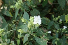 Thelepaepale ixiocephala